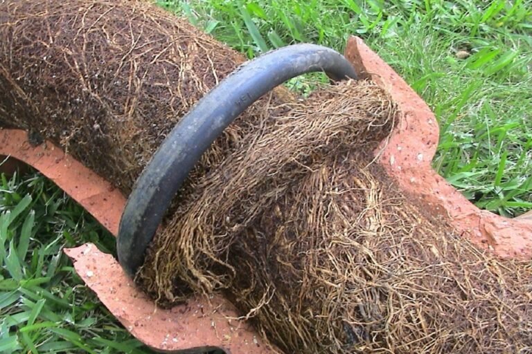 How to Remove Tree Roots Out of Drains