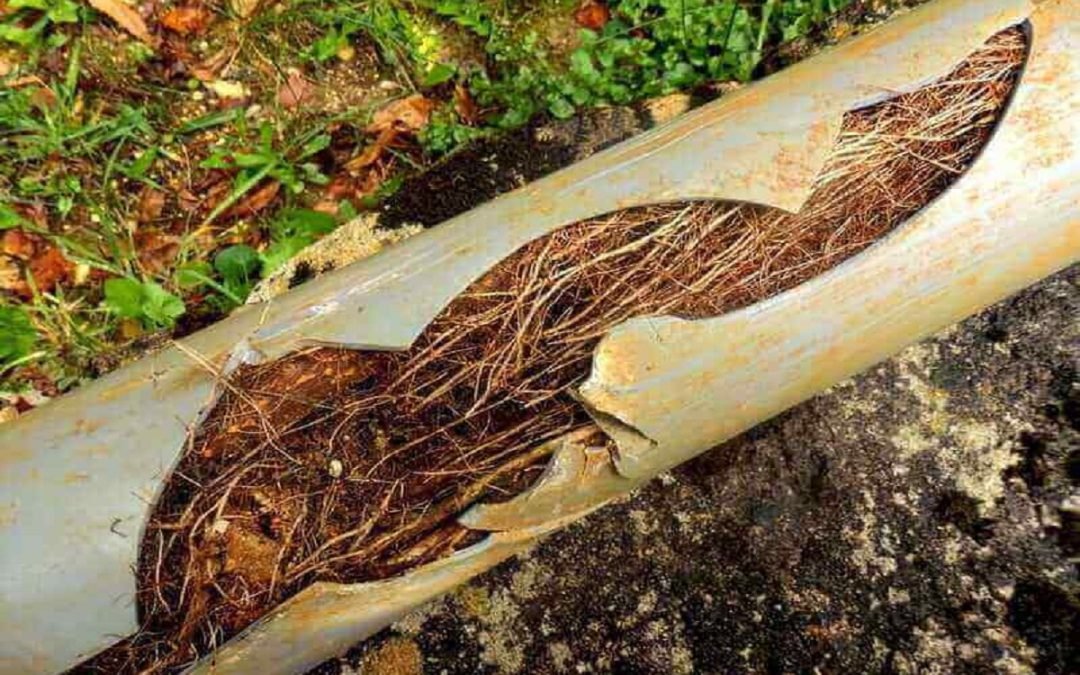 Root Problems: How to Prevent and Maintain Your Sewer Line Free of Blockages