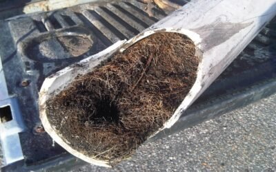 Destruction of Sewer Lines by Tree Roots