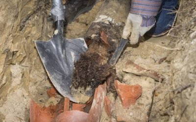 What You Need to Know About the Roots in Your Drain Pipes