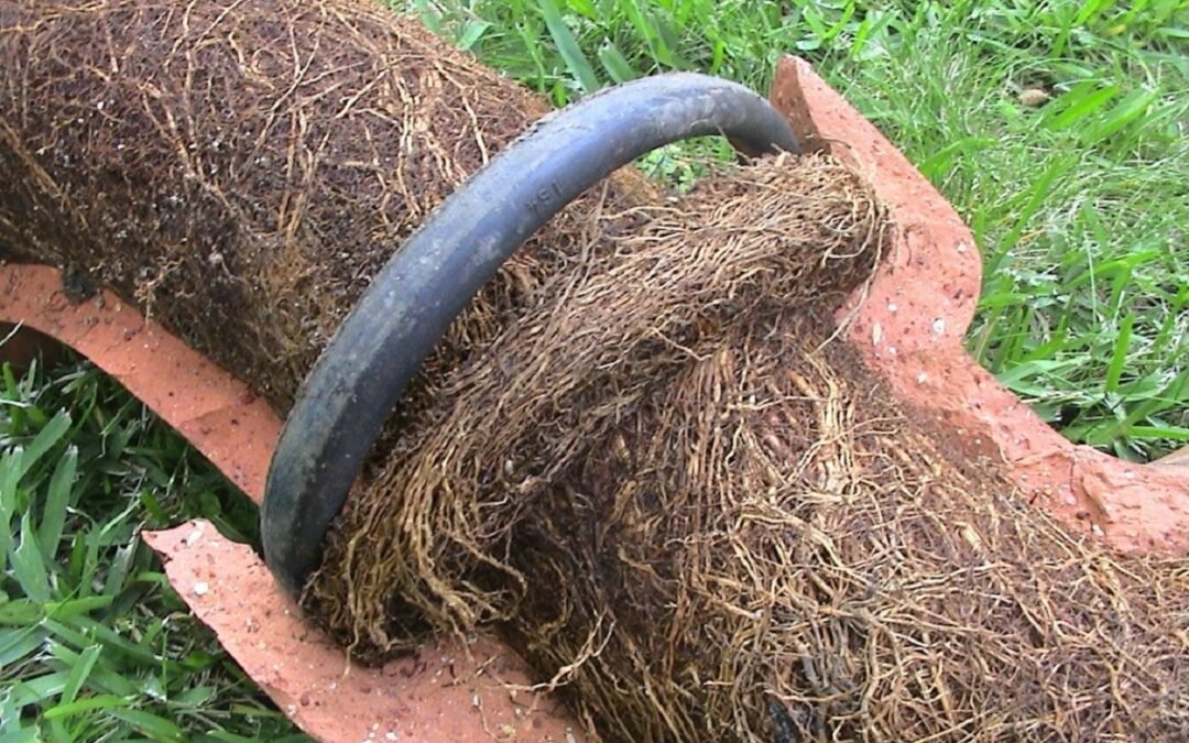 How to Remove Tree Roots Out of Drains